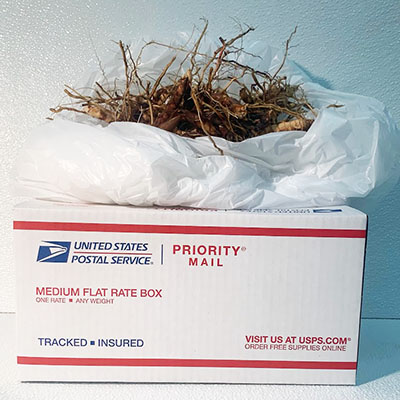 Flat Rate Box 30 Rhizomes