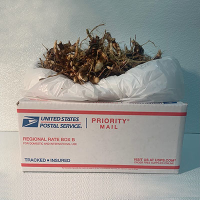 Flat Rate Box 60 Rhizomes