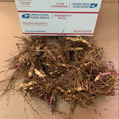 Flat Rate Box 6 Clusters