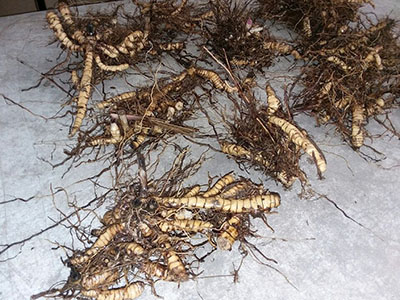 Rhizome Cluster